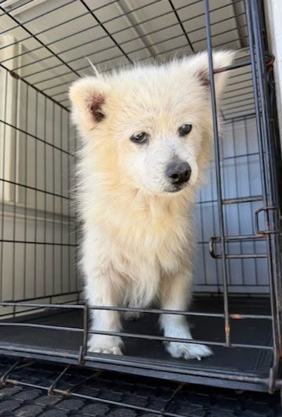 Found dog
