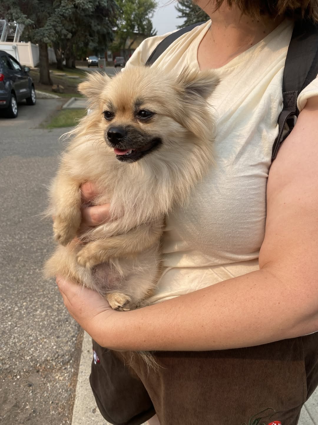 Found dog