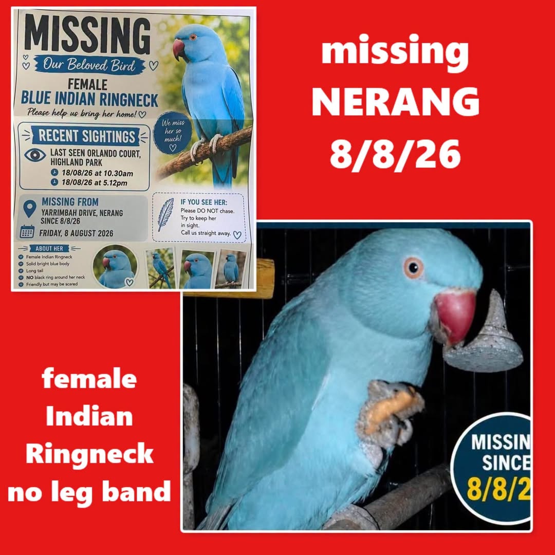 Lost Bird in Queensland