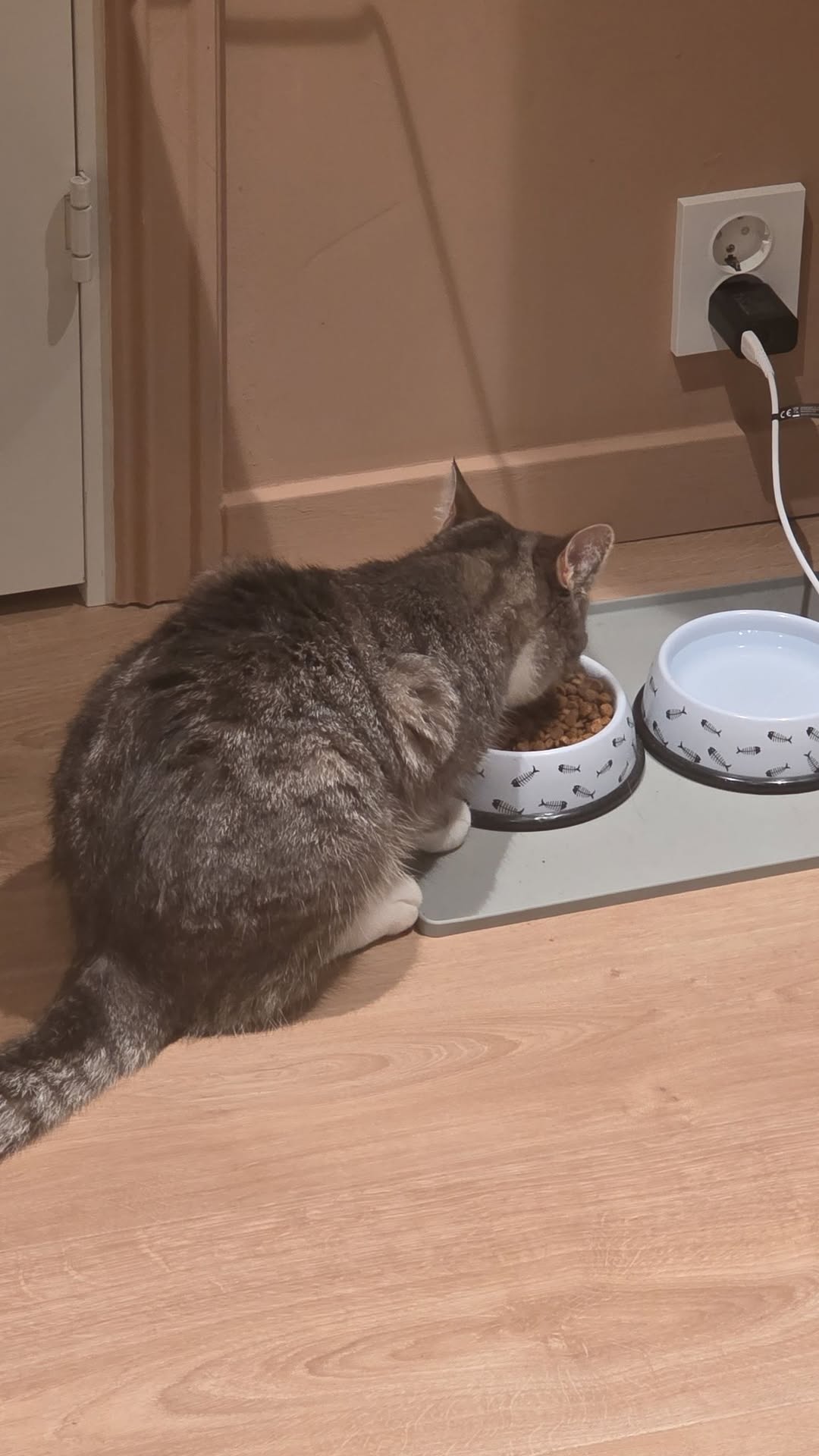 Lost Cat in Nesodden