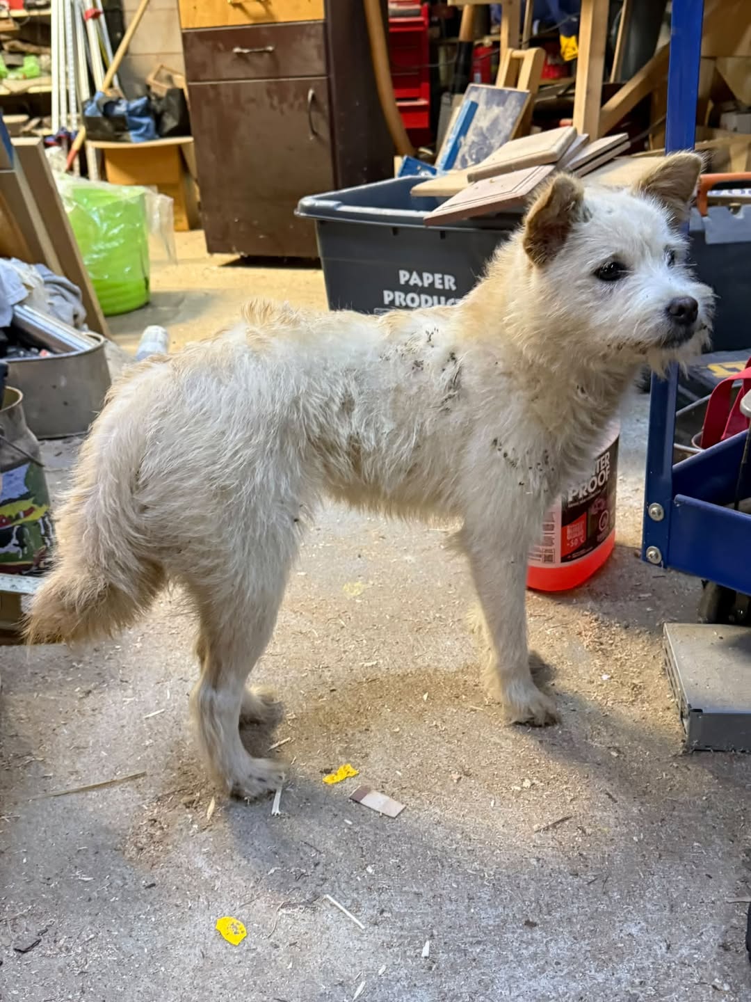 Found dog