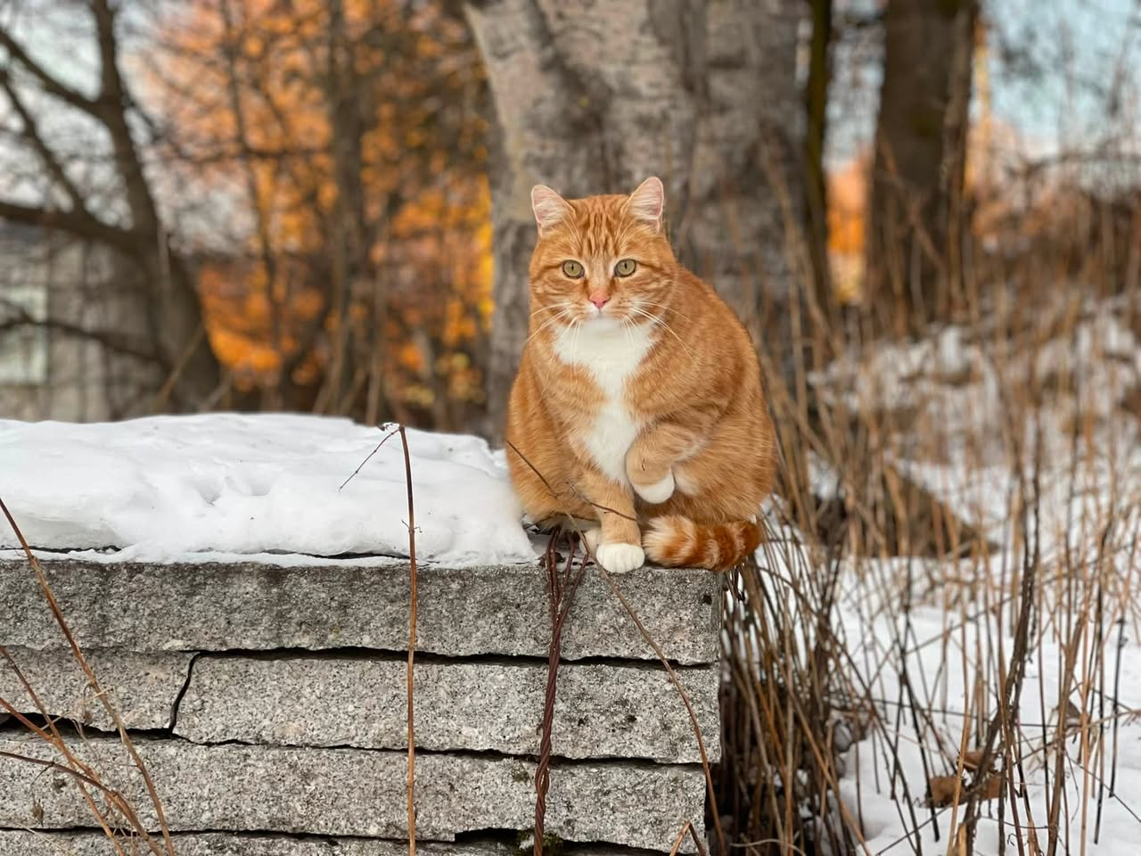Lost Cat in Nordre Land