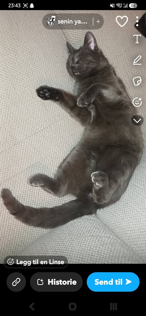 Lost cat