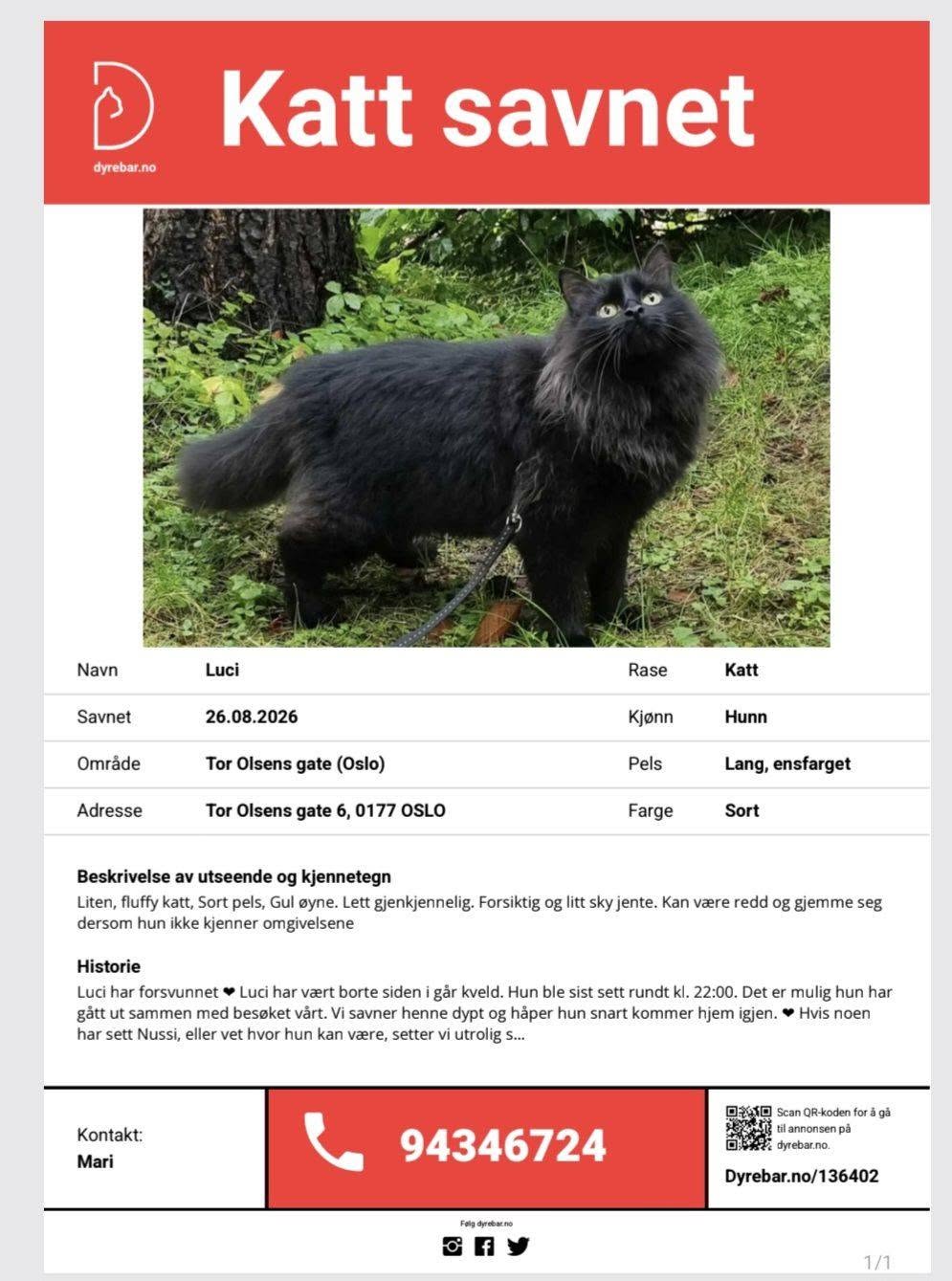 Lost Cat in Oslo