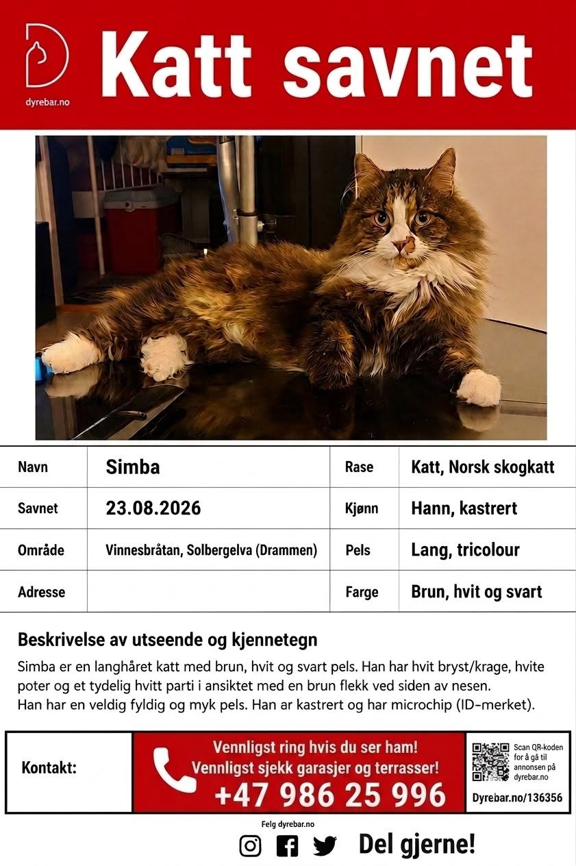 Lost Cat in Drammen