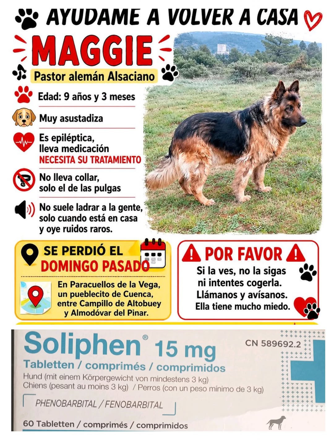 Lost Dog in Cuenca