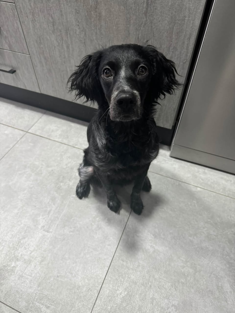 Lost Dog in Linares