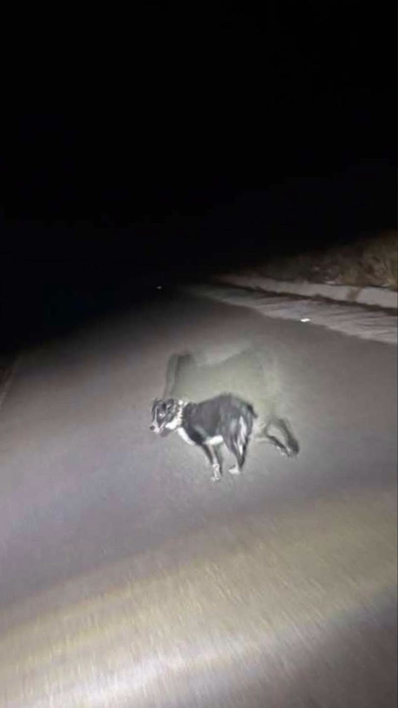 Found dog