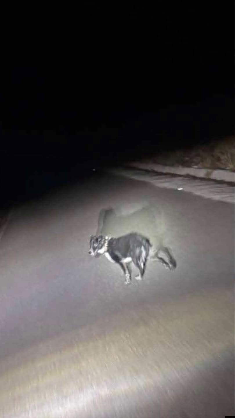 Found dog
