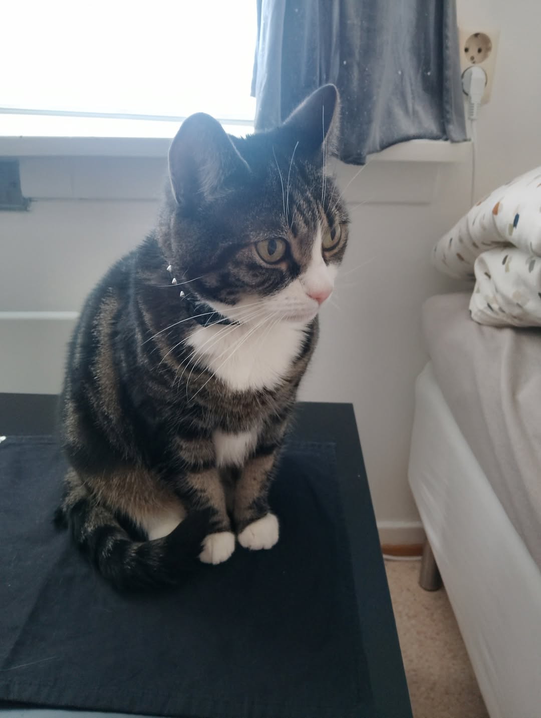 Lost cat