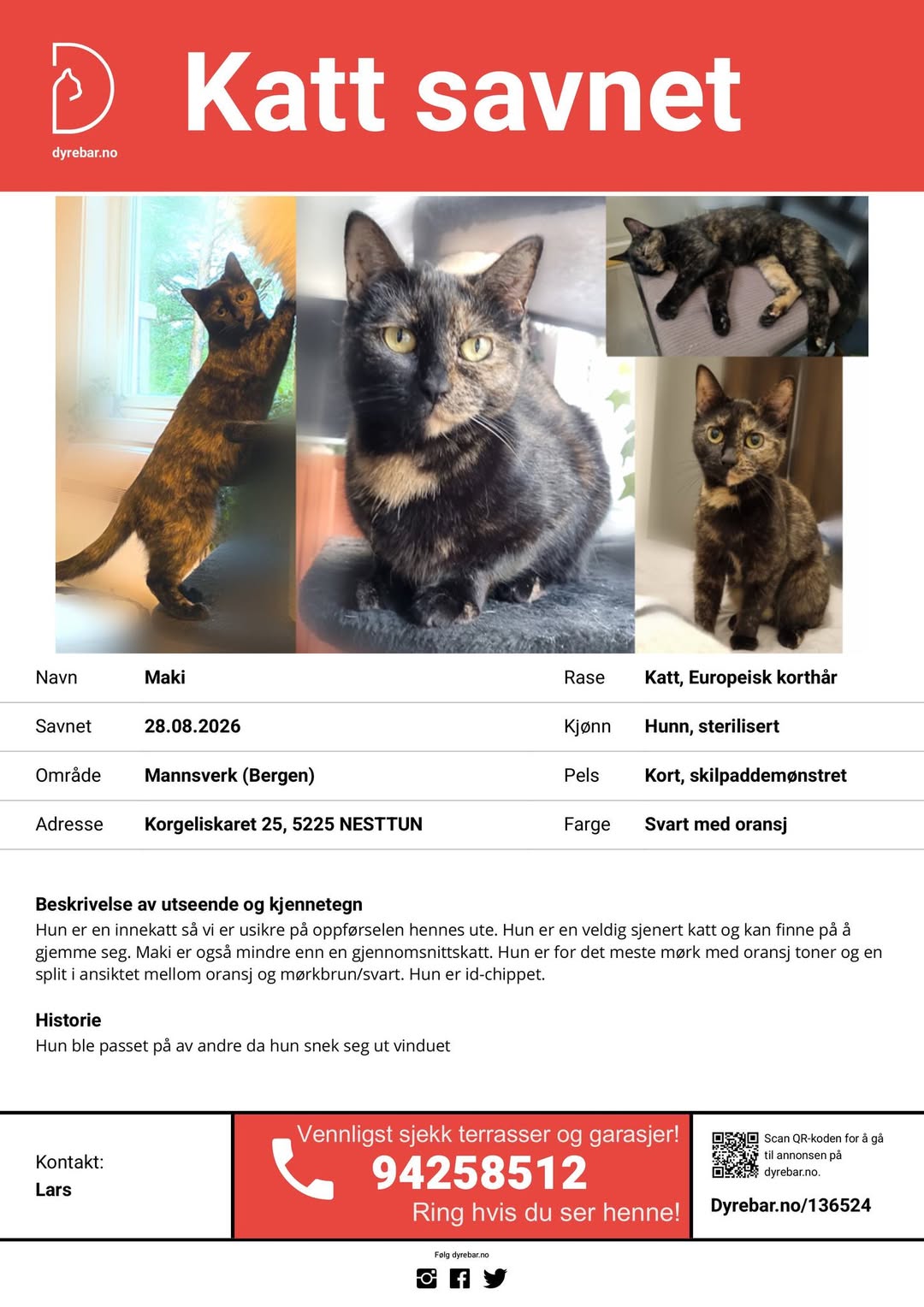 Lost Cat in Bergen