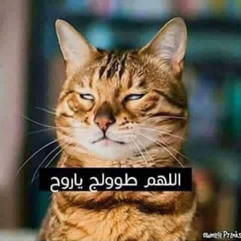 Lost Cat in Al-Mujamma Al-Sina'I
