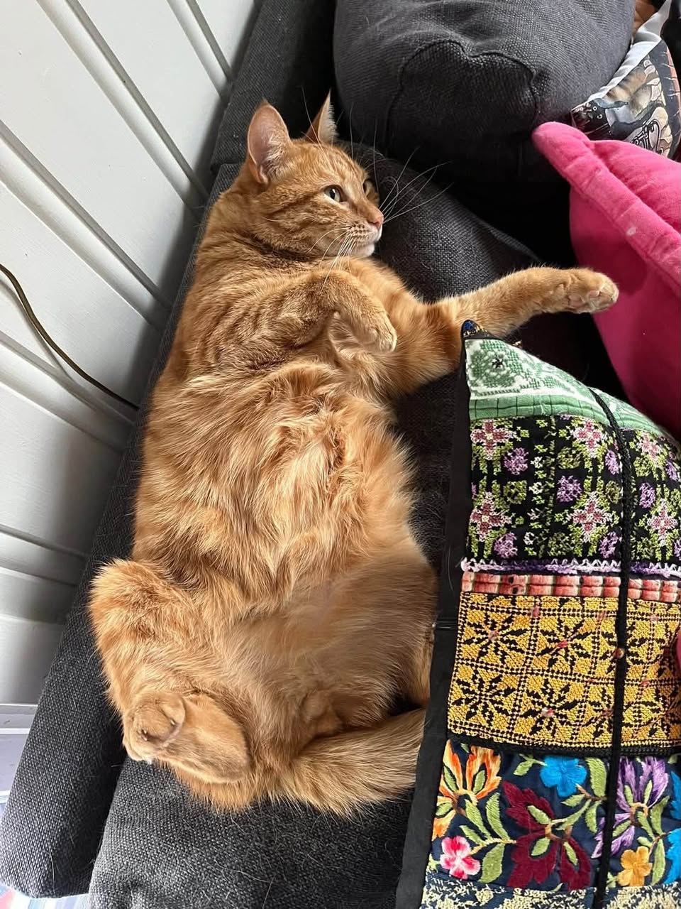Lost Cat in EllingstadåSen
