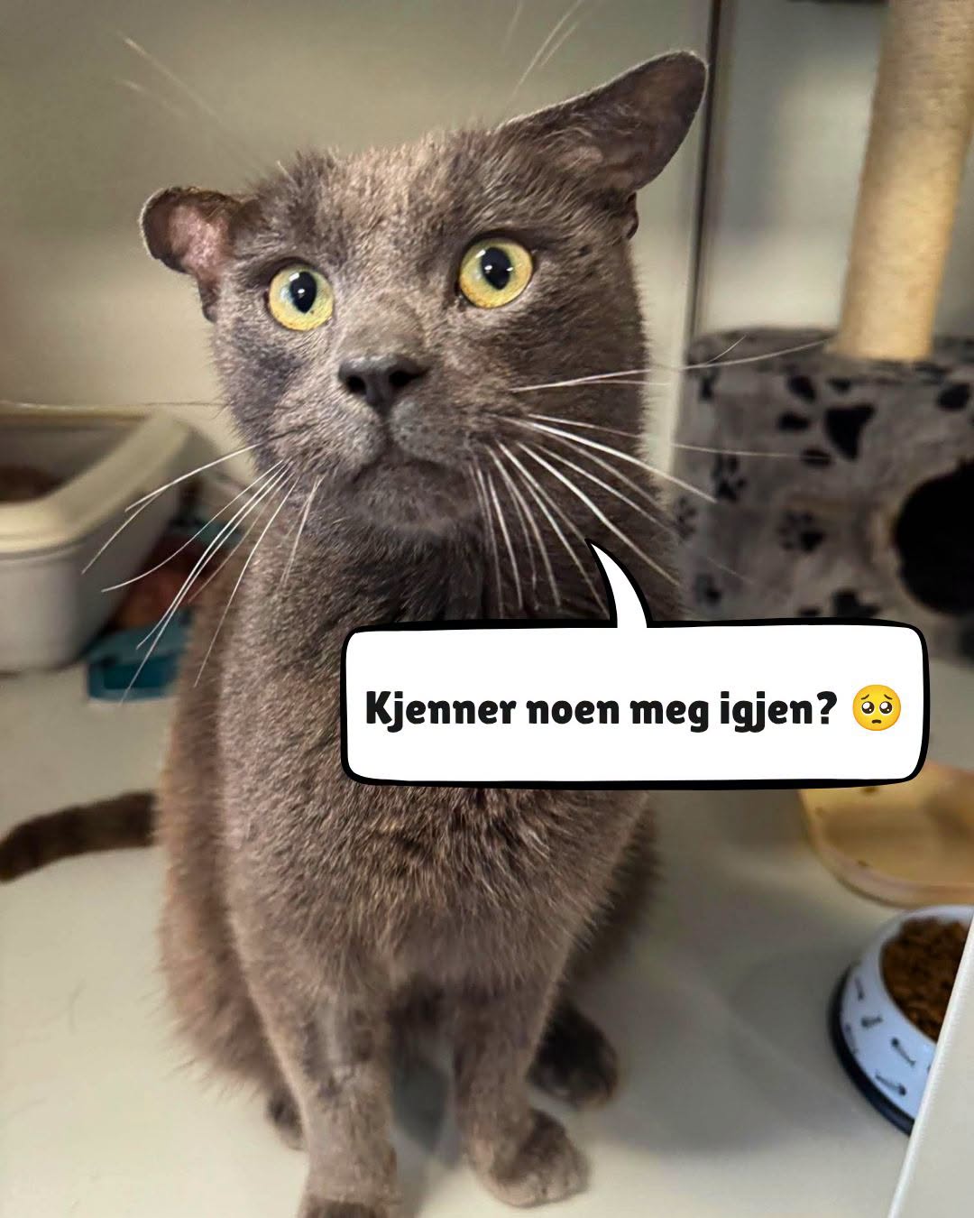 Found Cat in Norway