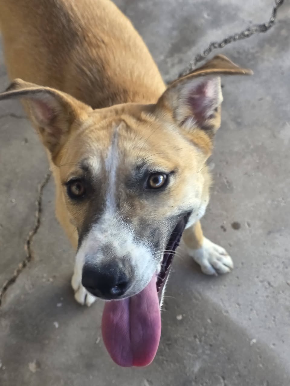 Found dog