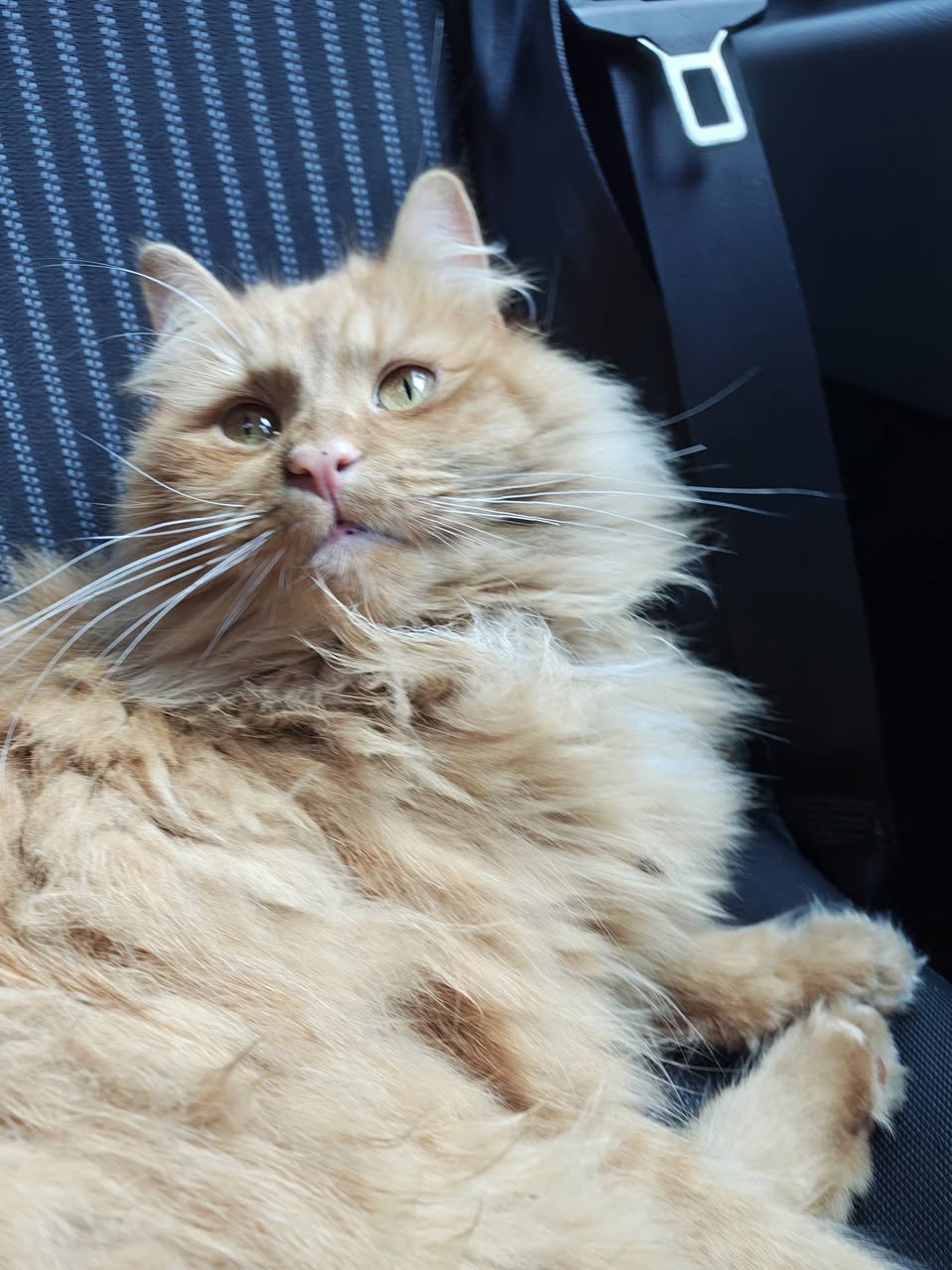Found cat