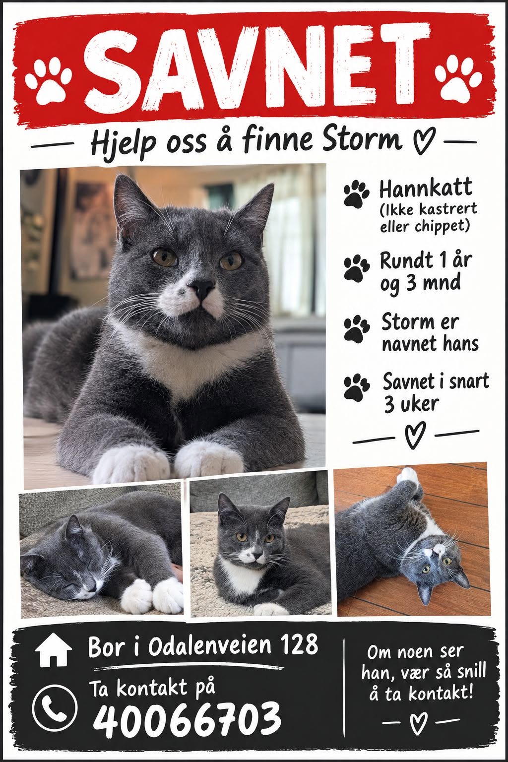 Lost cat