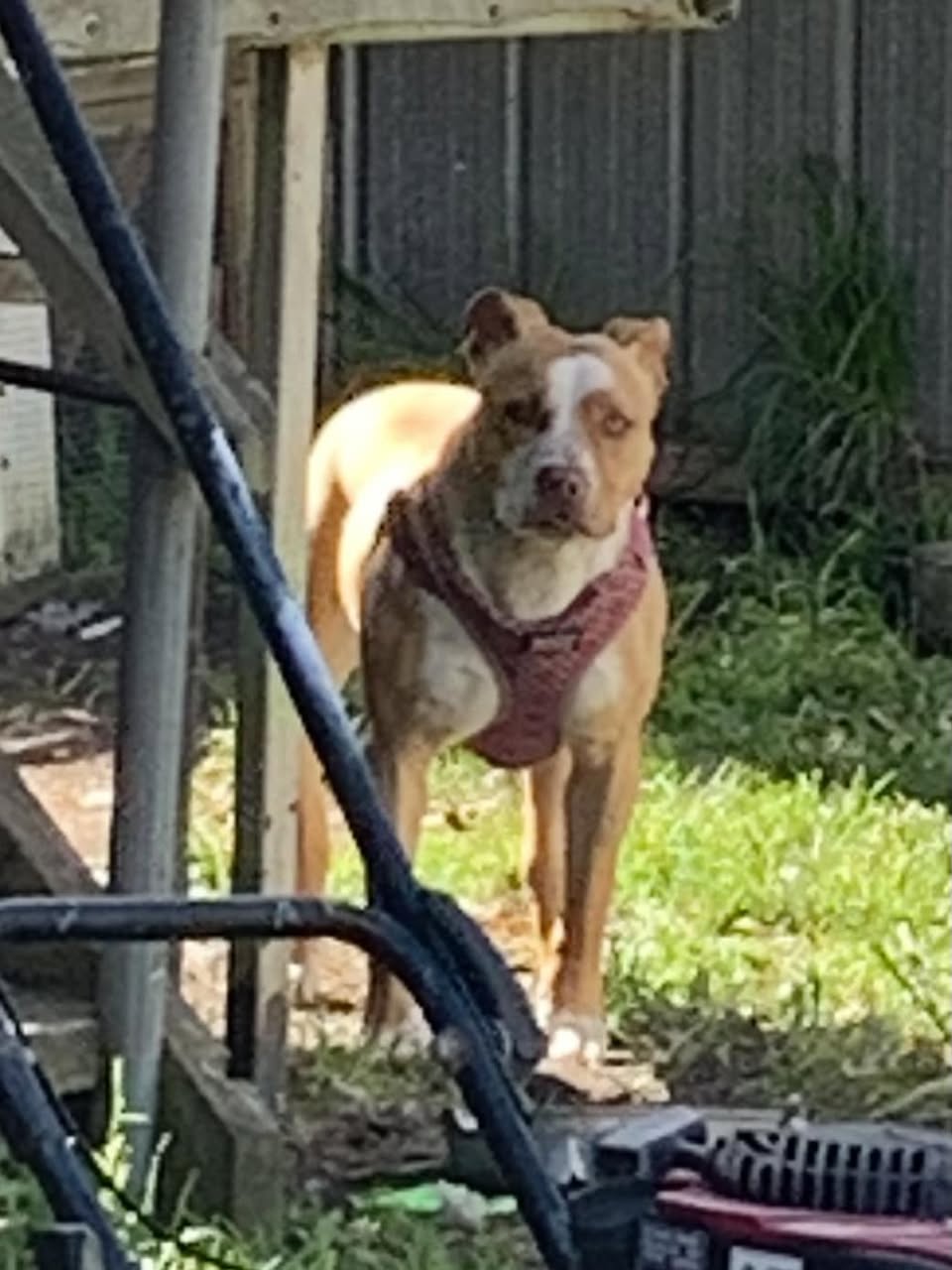 Found dog