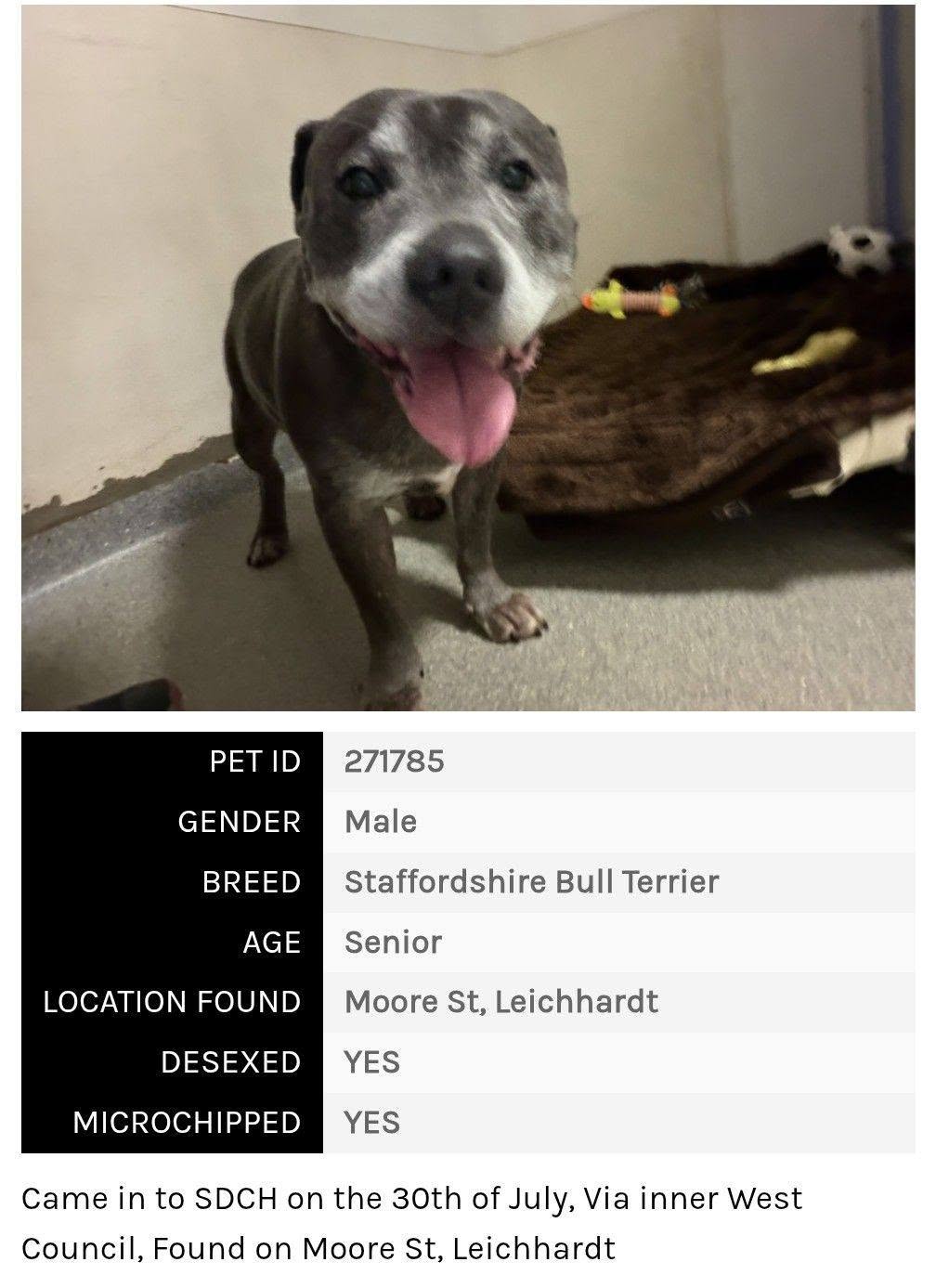 Found dog