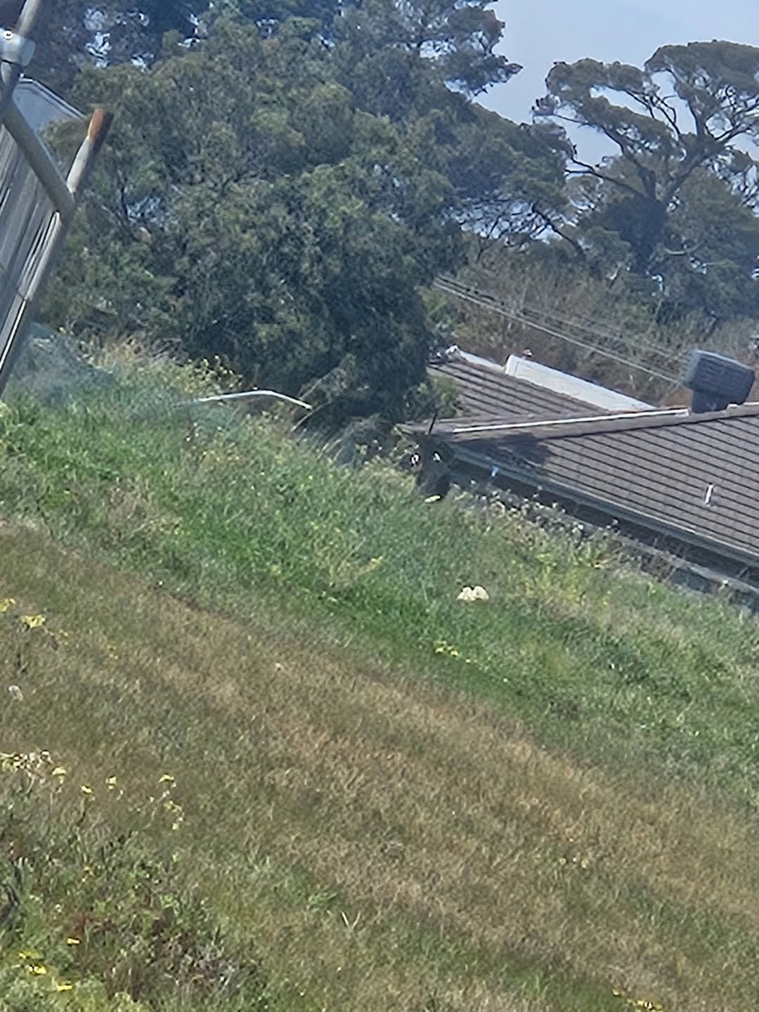 Found dog