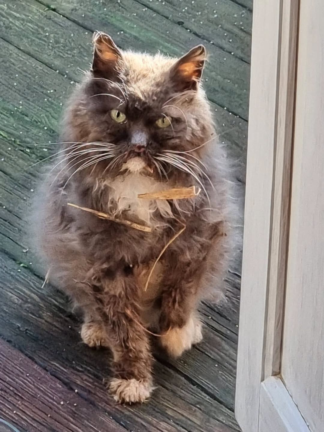 Lost cat