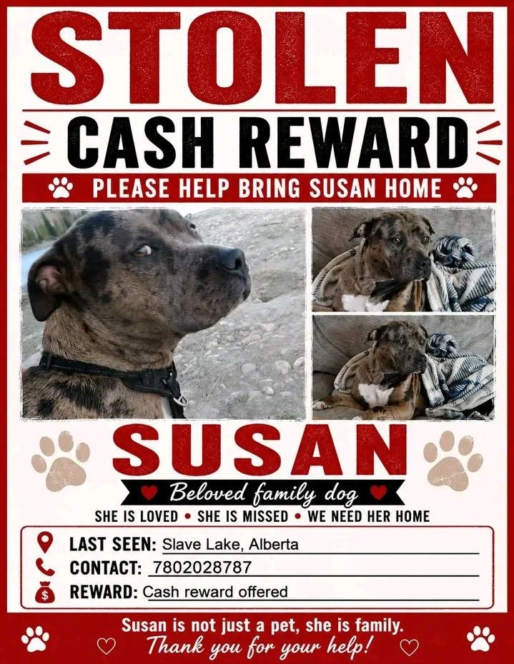 Lost dog