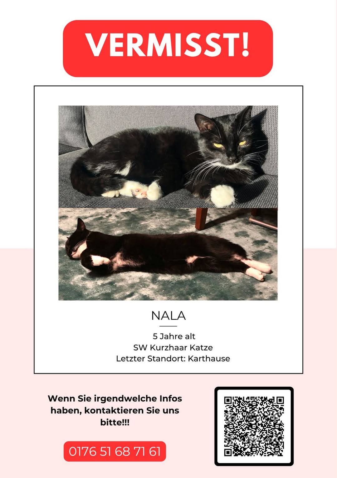 Lost cat
