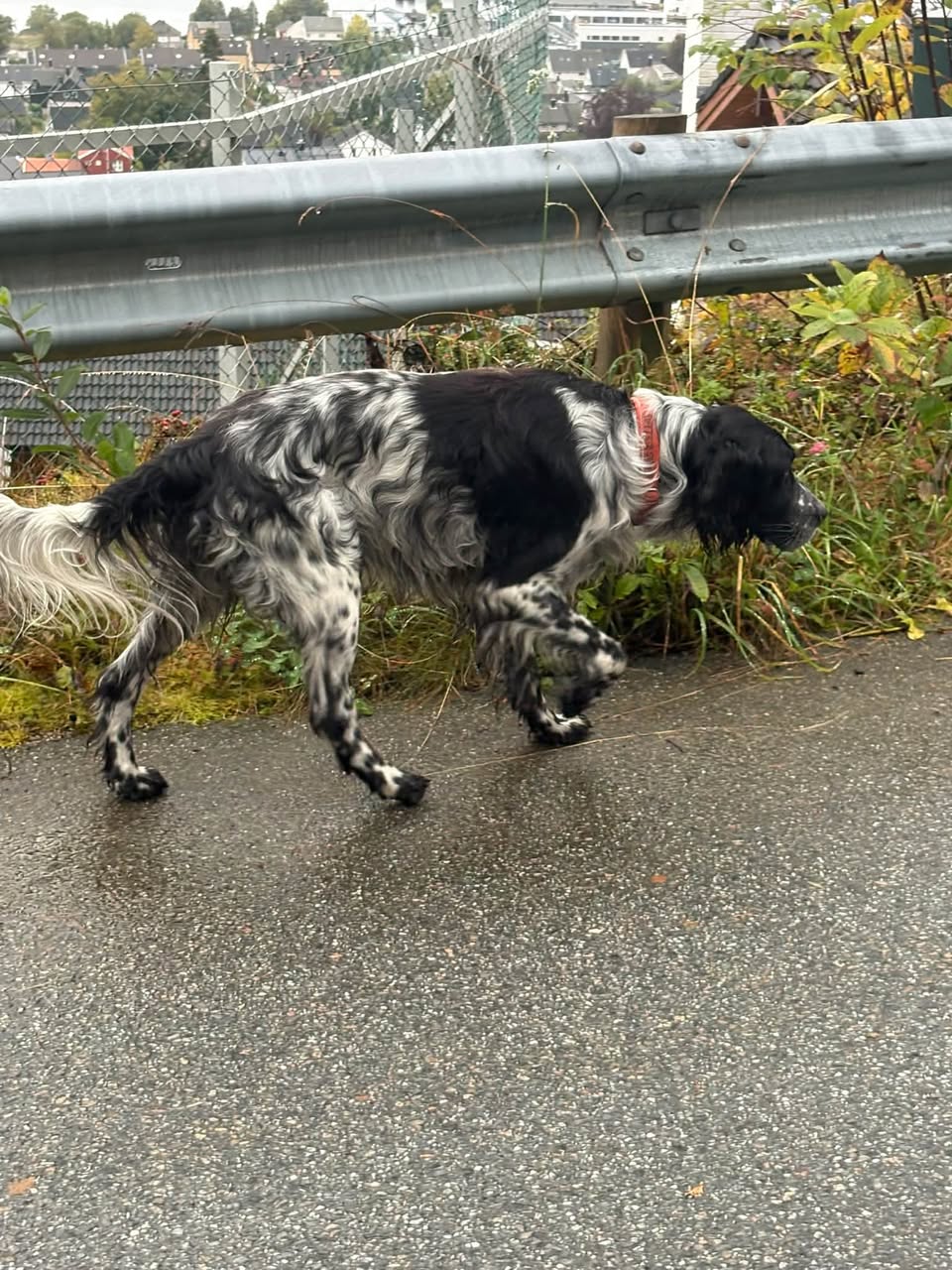 Found dog