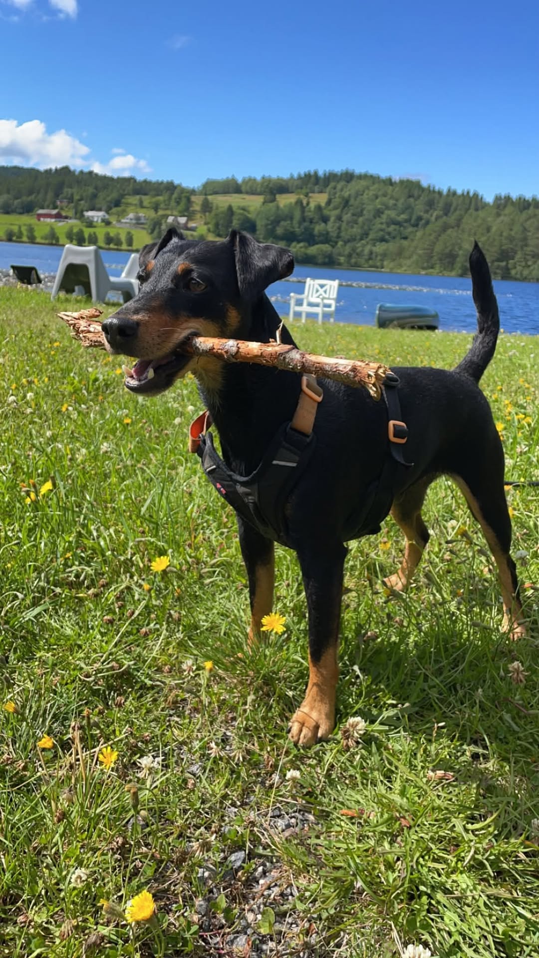 Lost Dog in Molde