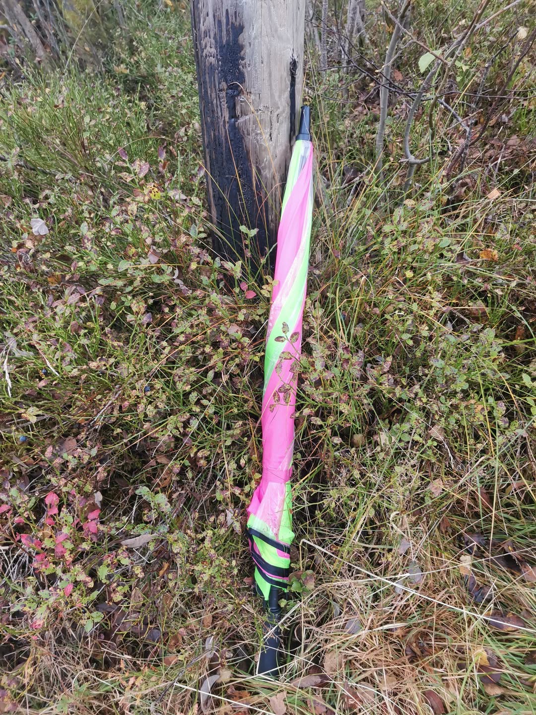 Found umbrella