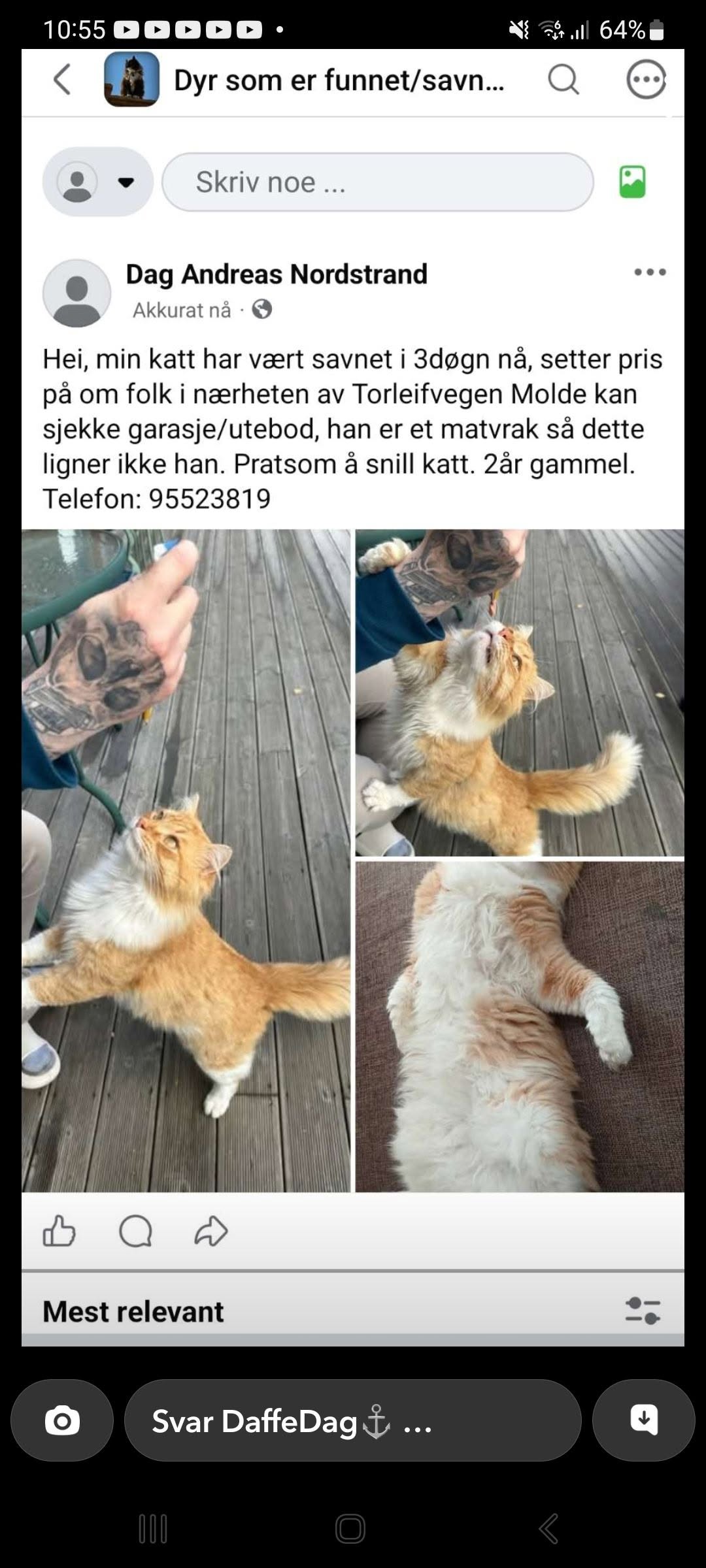 Lost Cat in Molde