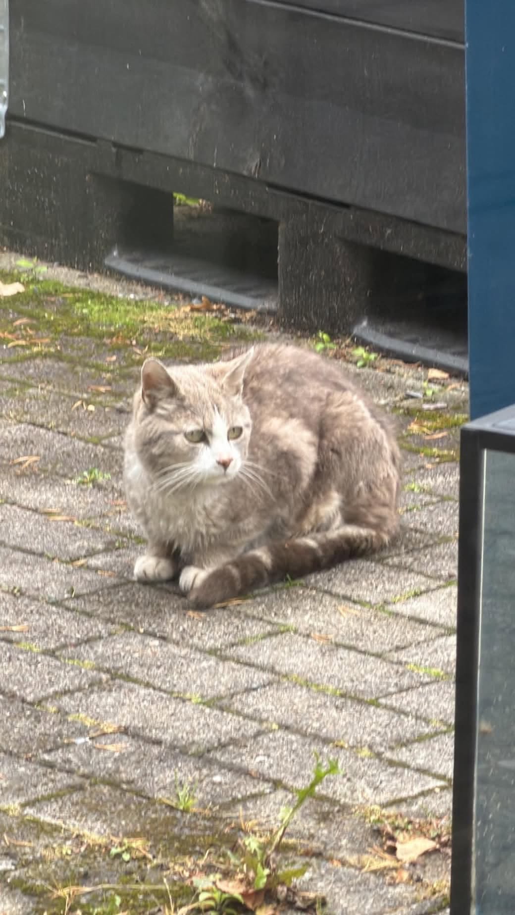 Found cat