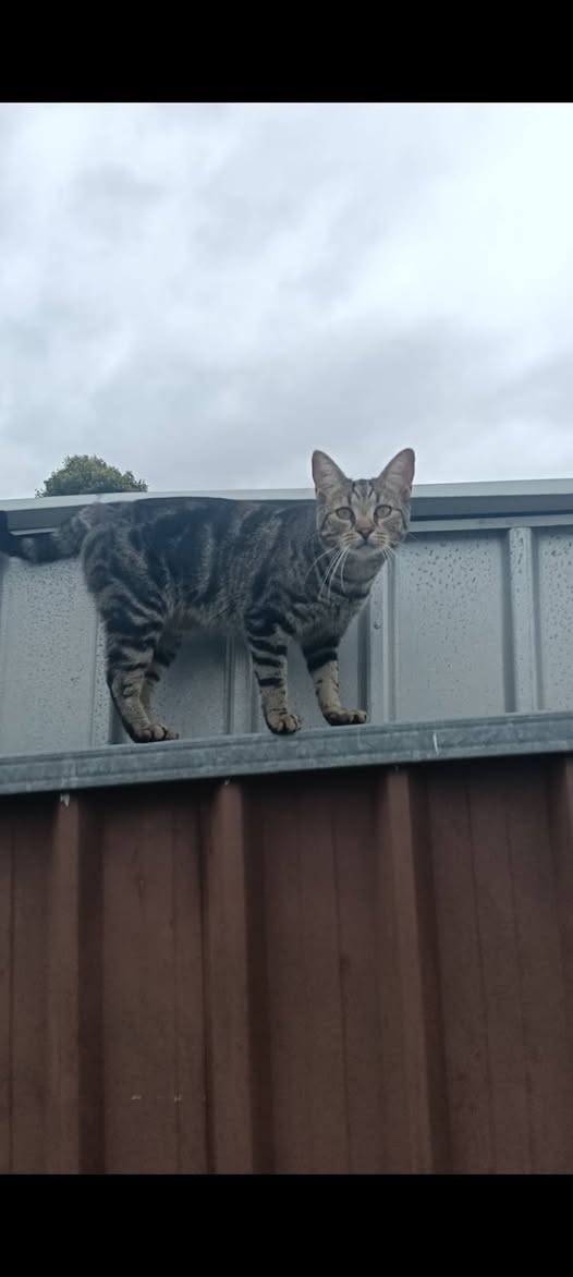 Lost cat