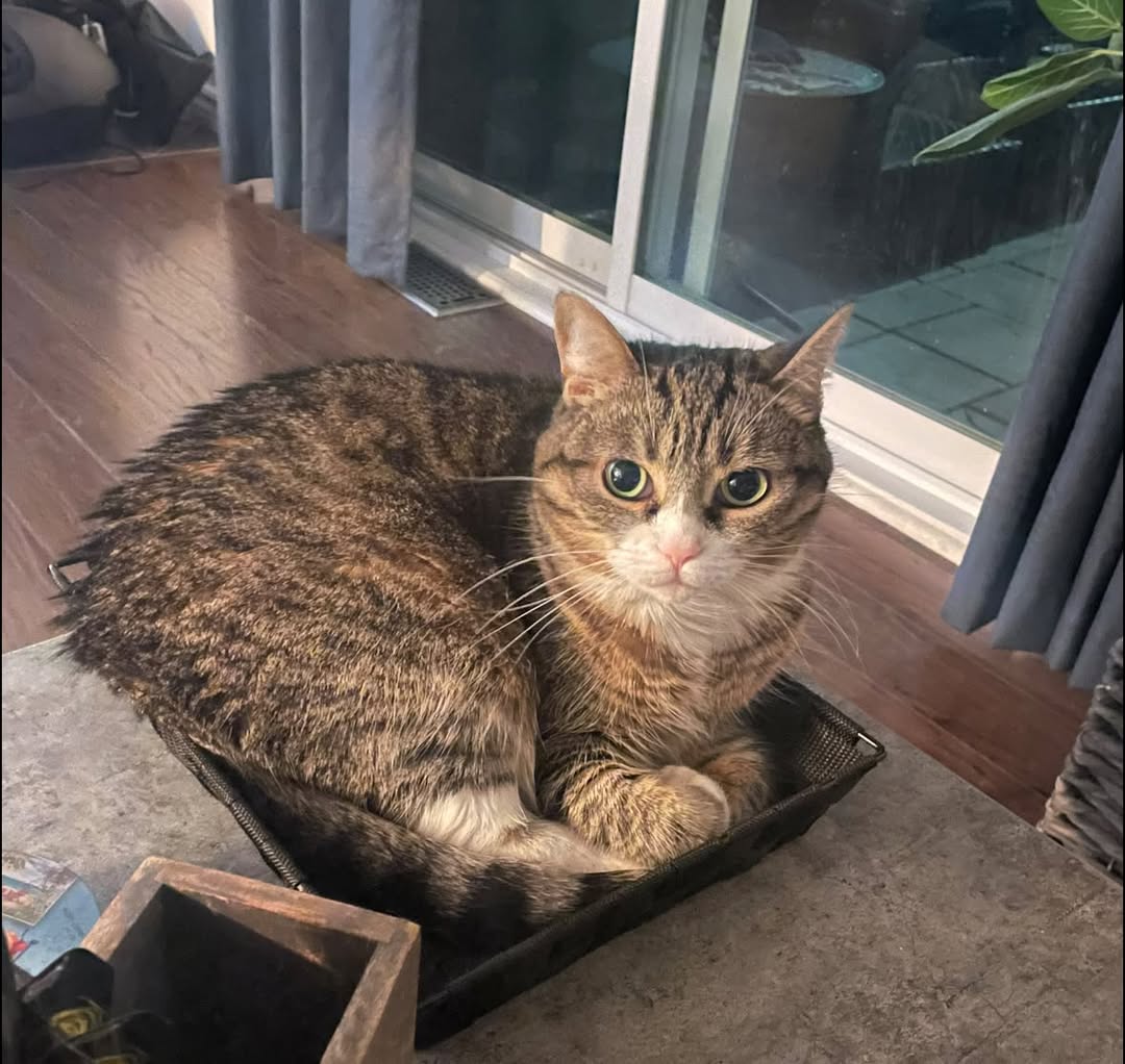 Lost cat