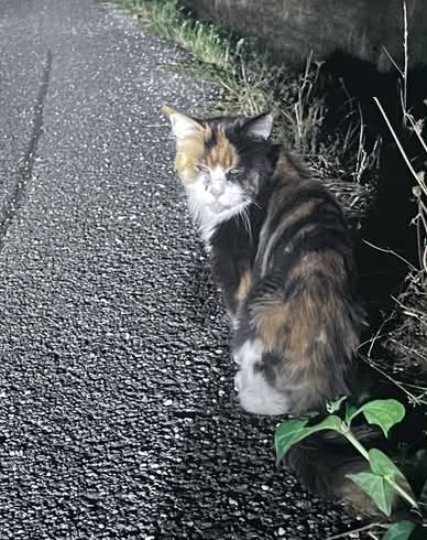 Found Cat in Switzerland