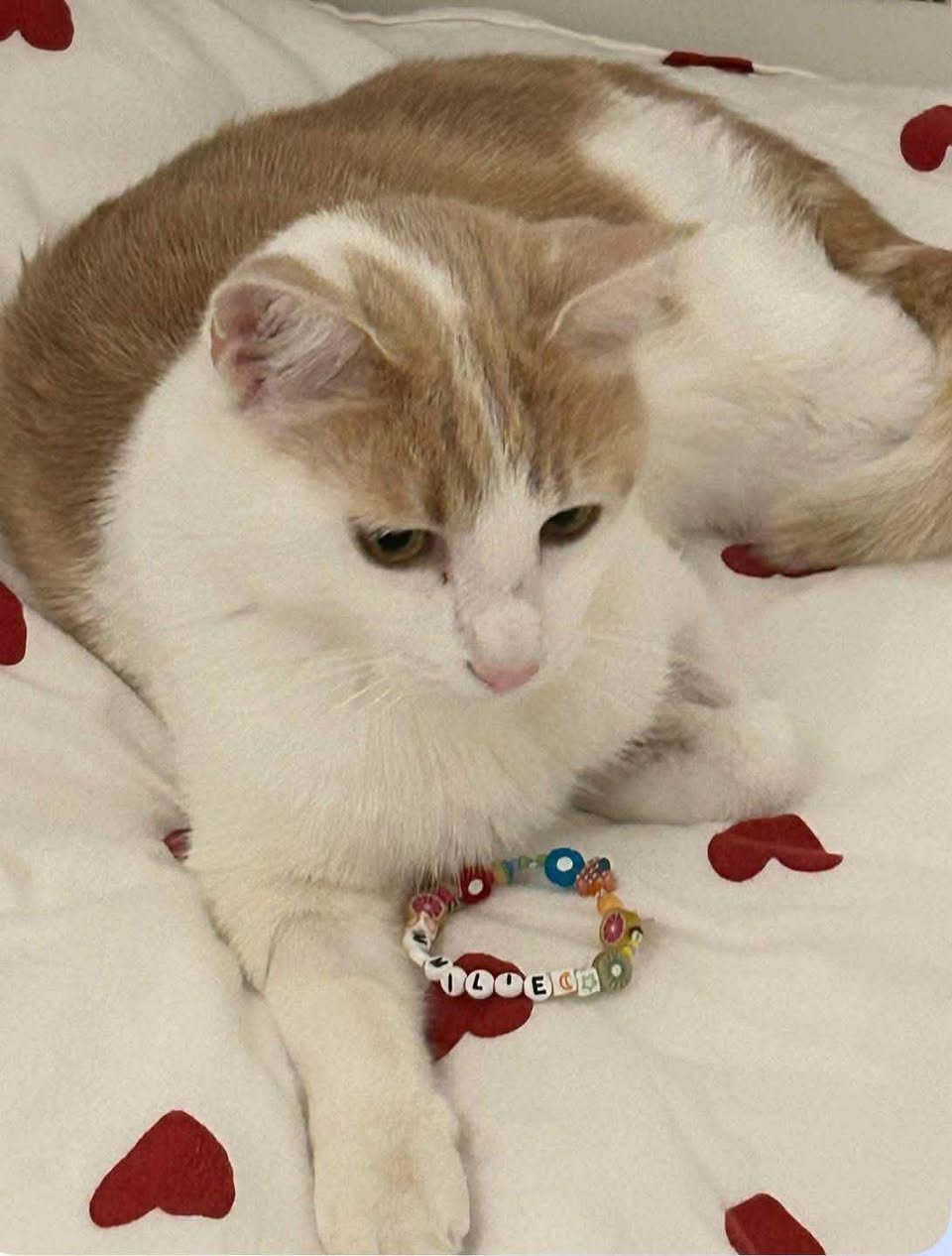 Lost cat