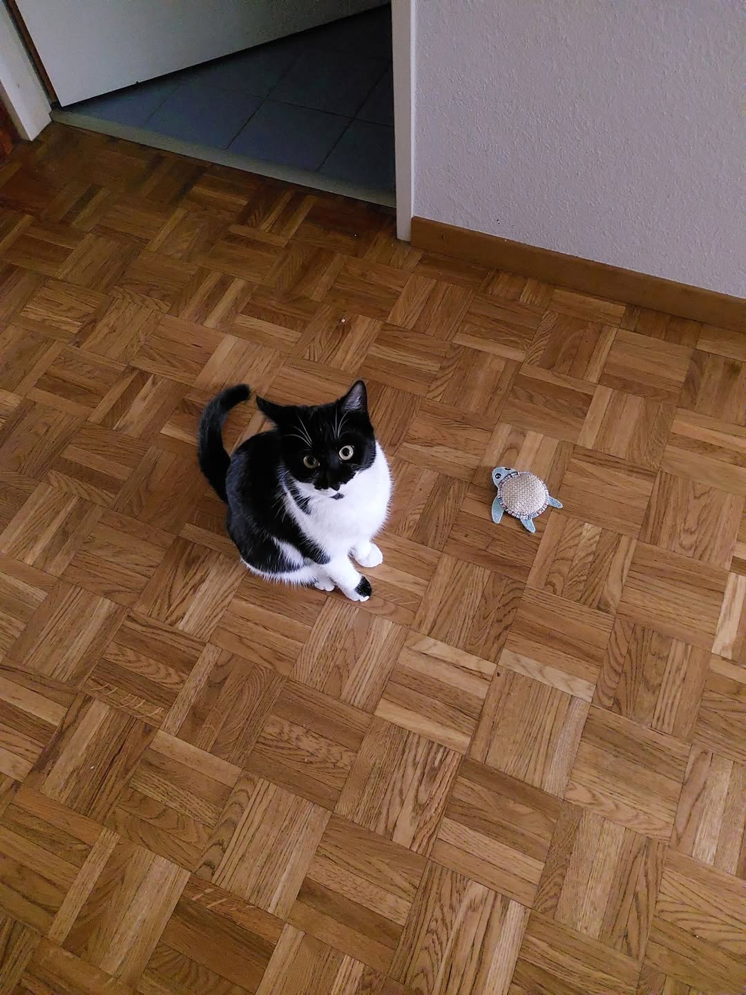 Lost Cat in Geneva