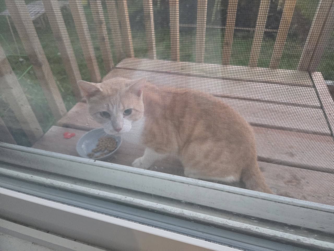 Found cat