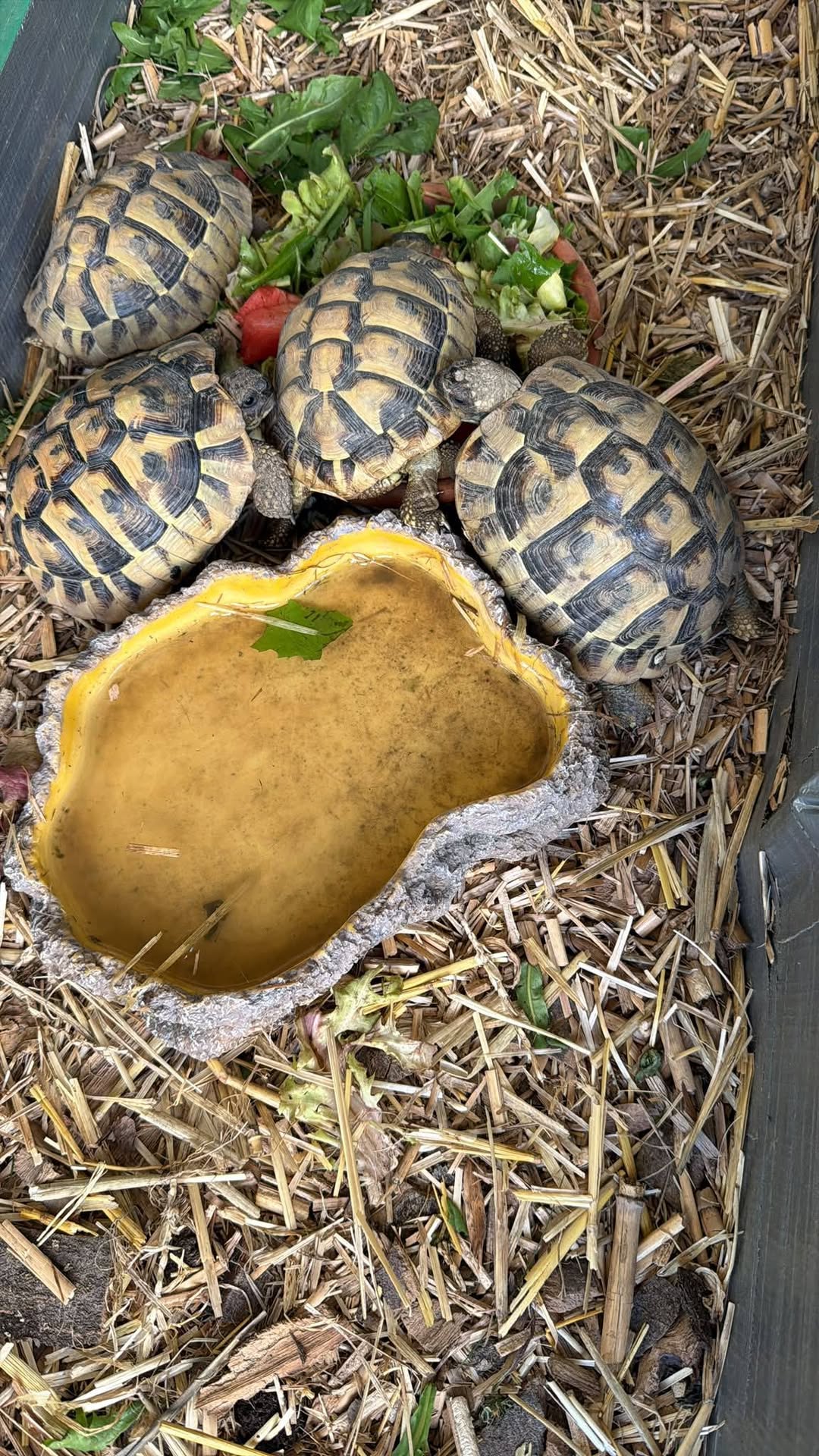 Lost Tortoise in Oberberikon