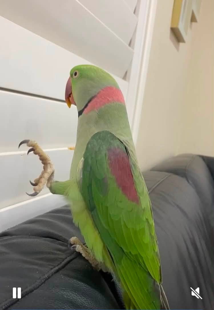 Lost Bird in Sydney