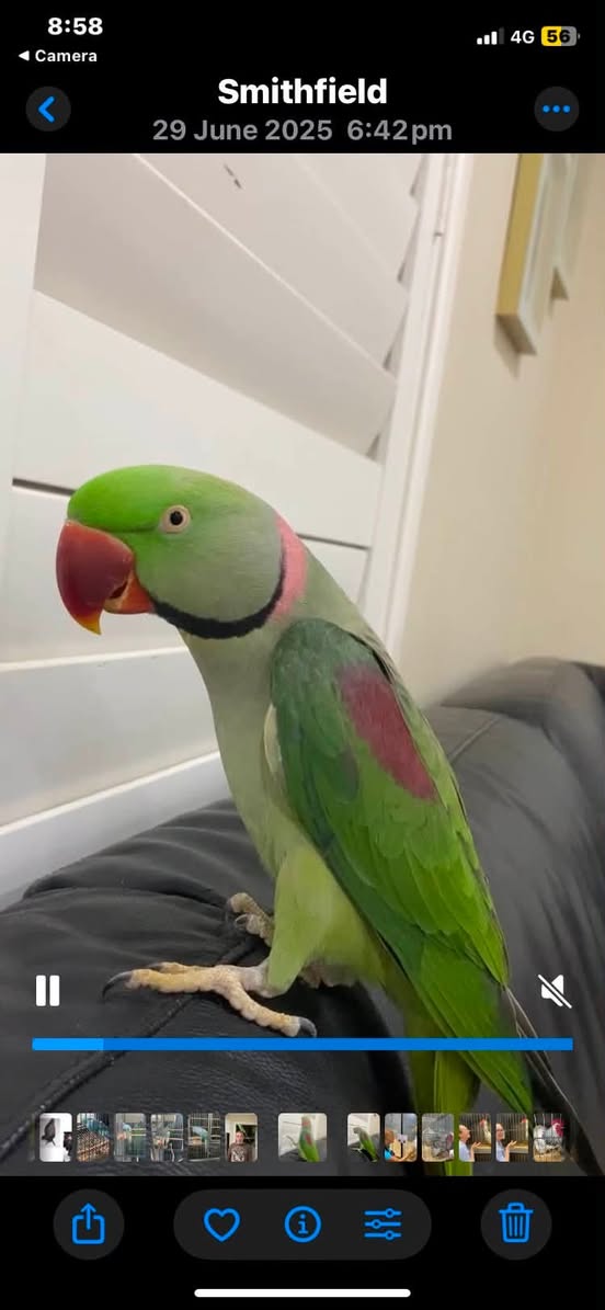 Lost Bird in Sydney