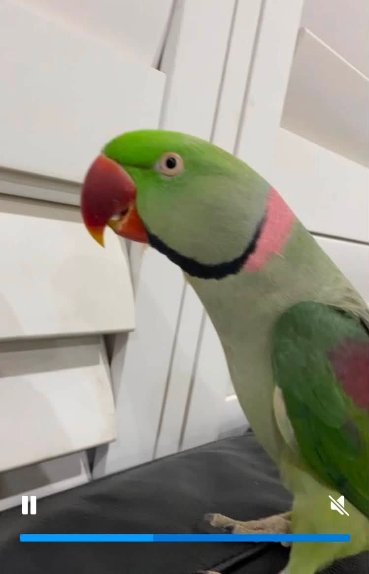 Lost Bird in Sydney