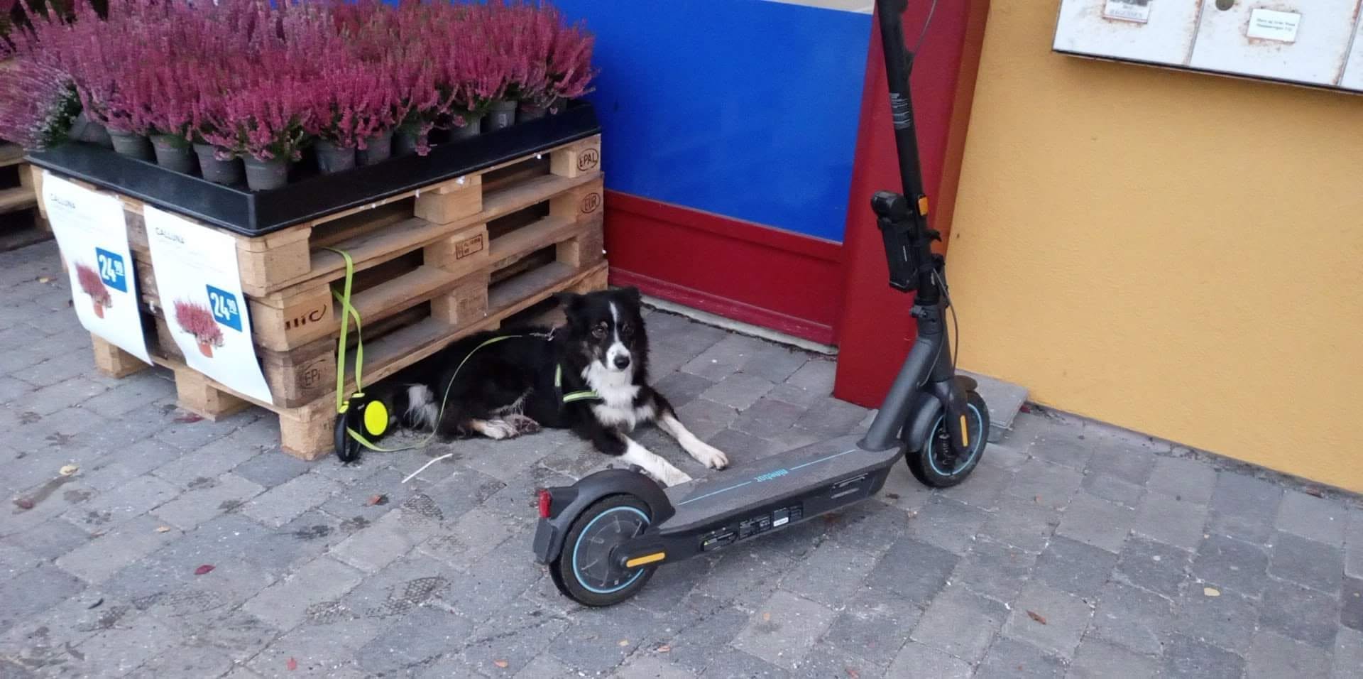 Lost Electric Scooter in LøTen