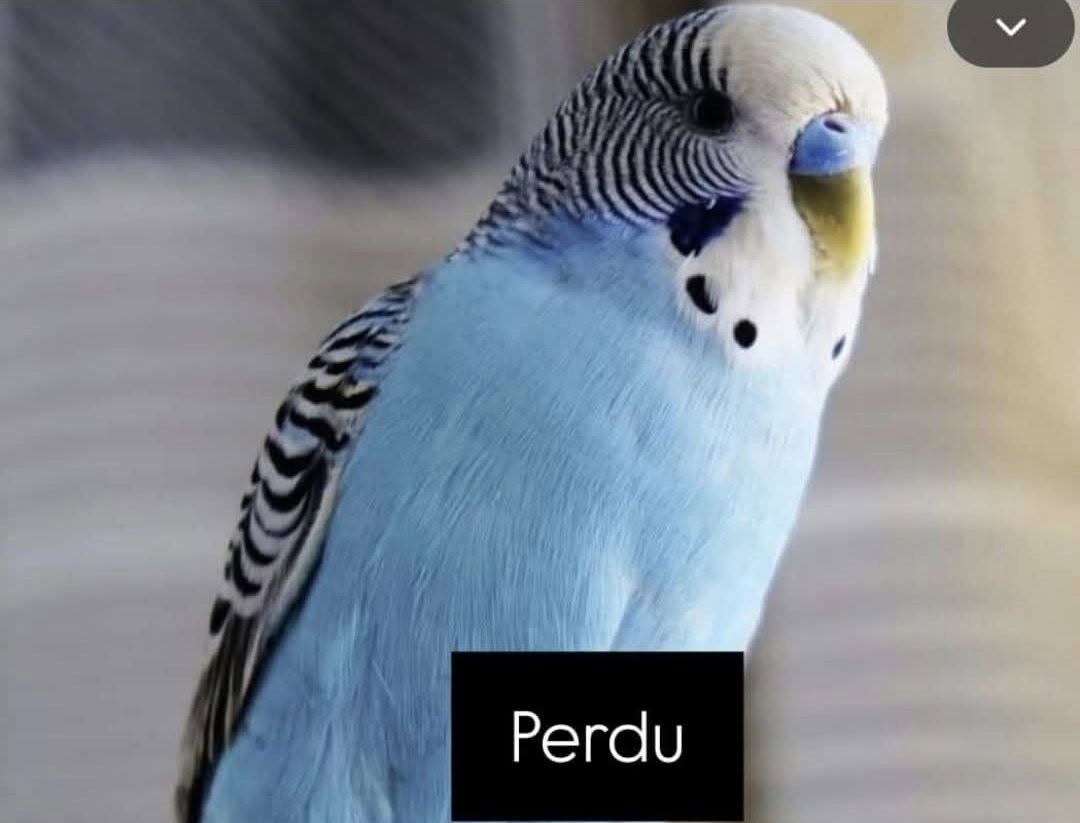 Lost Budgie in Geneva