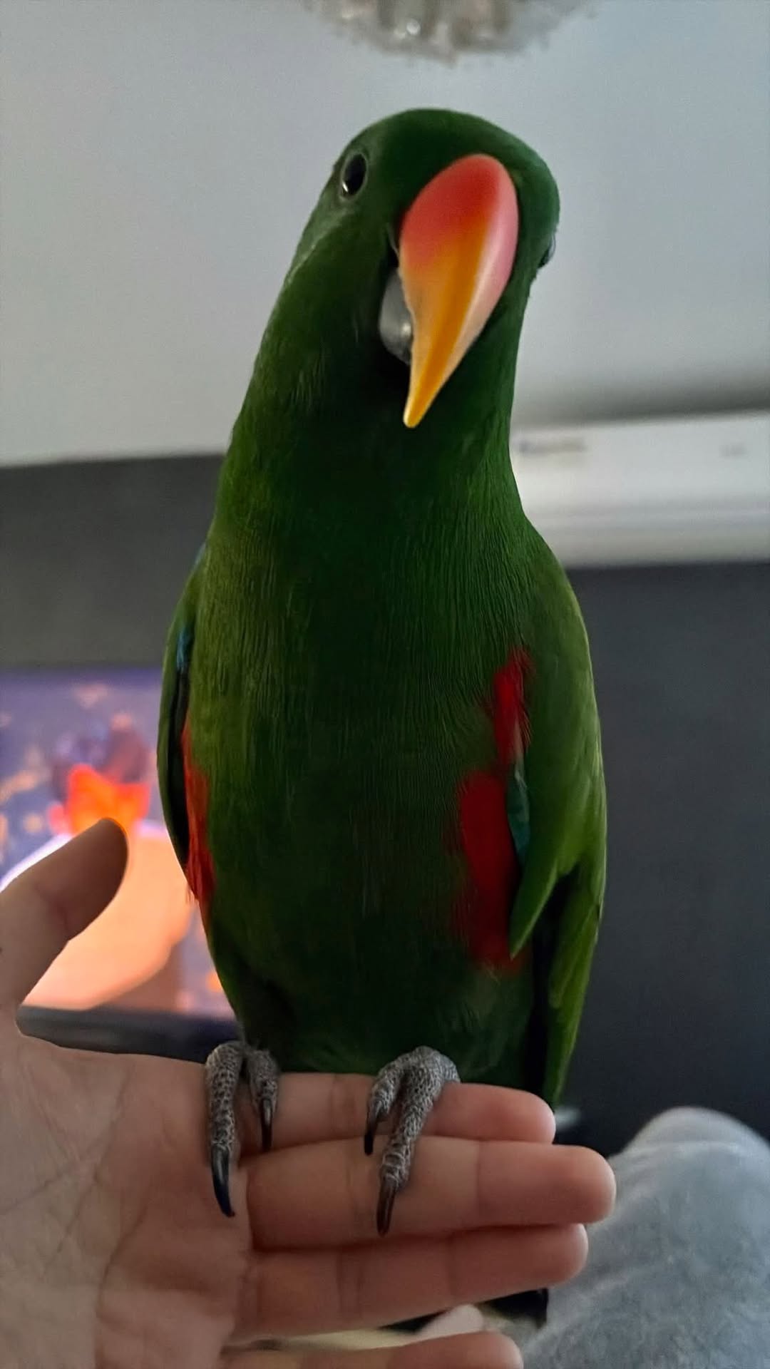Lost Bird in Sydney