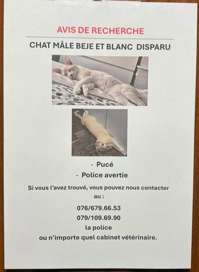 Lost Cat in Geneva