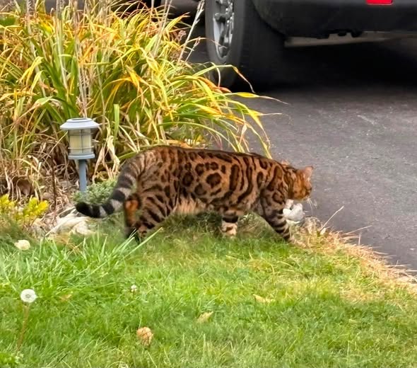 Found cat