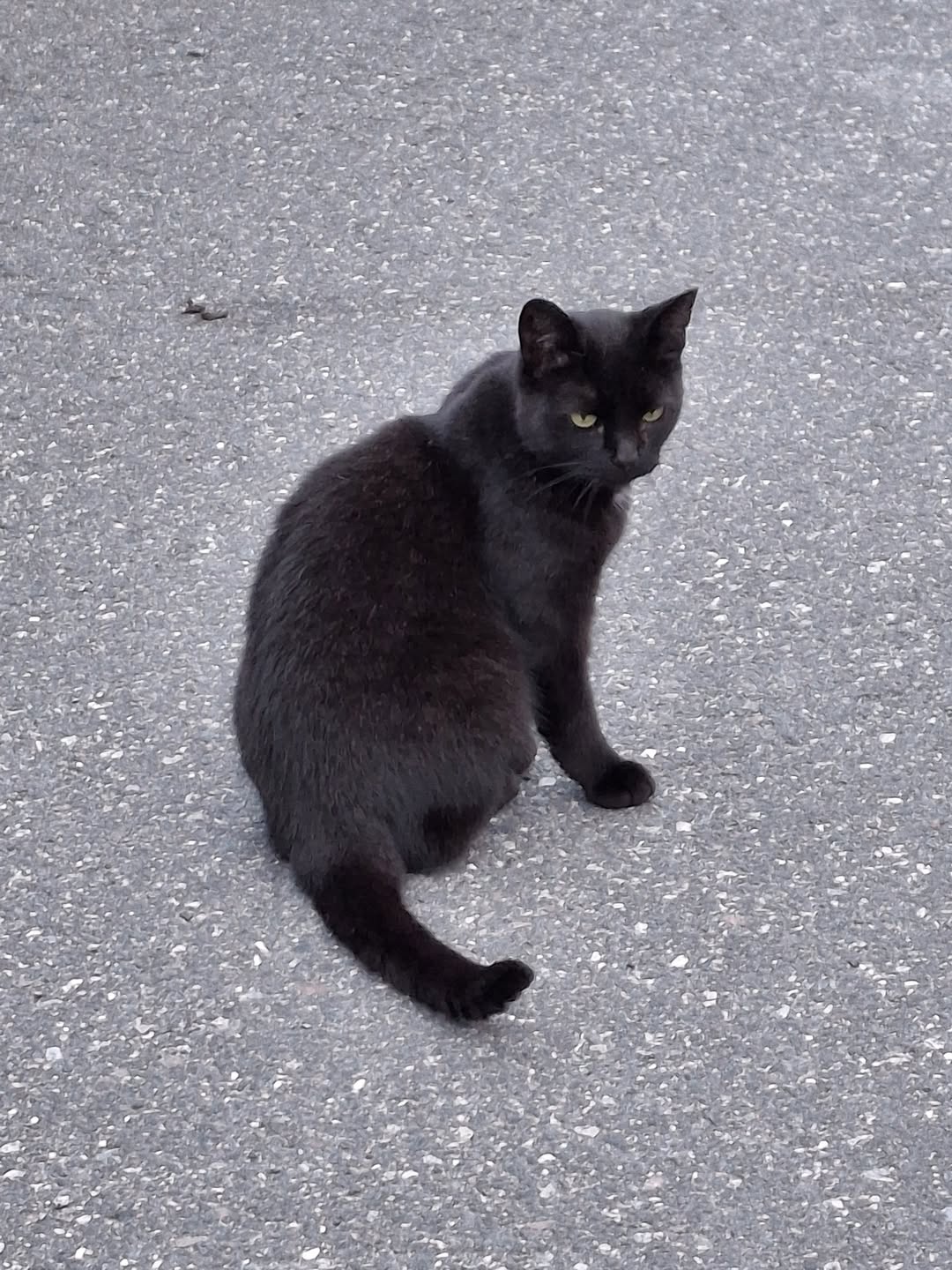 Found cat