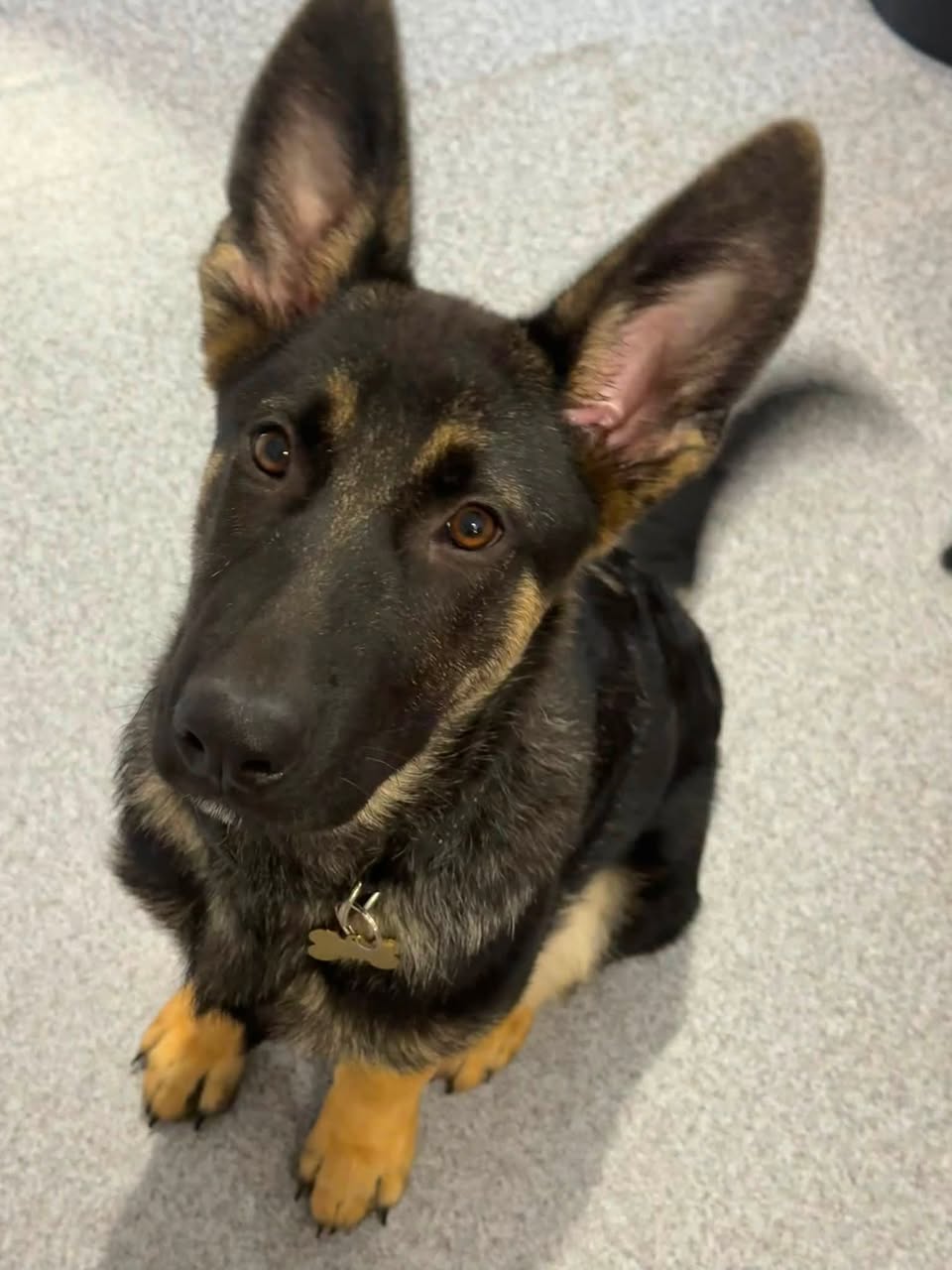 Lost Dog in Sydney