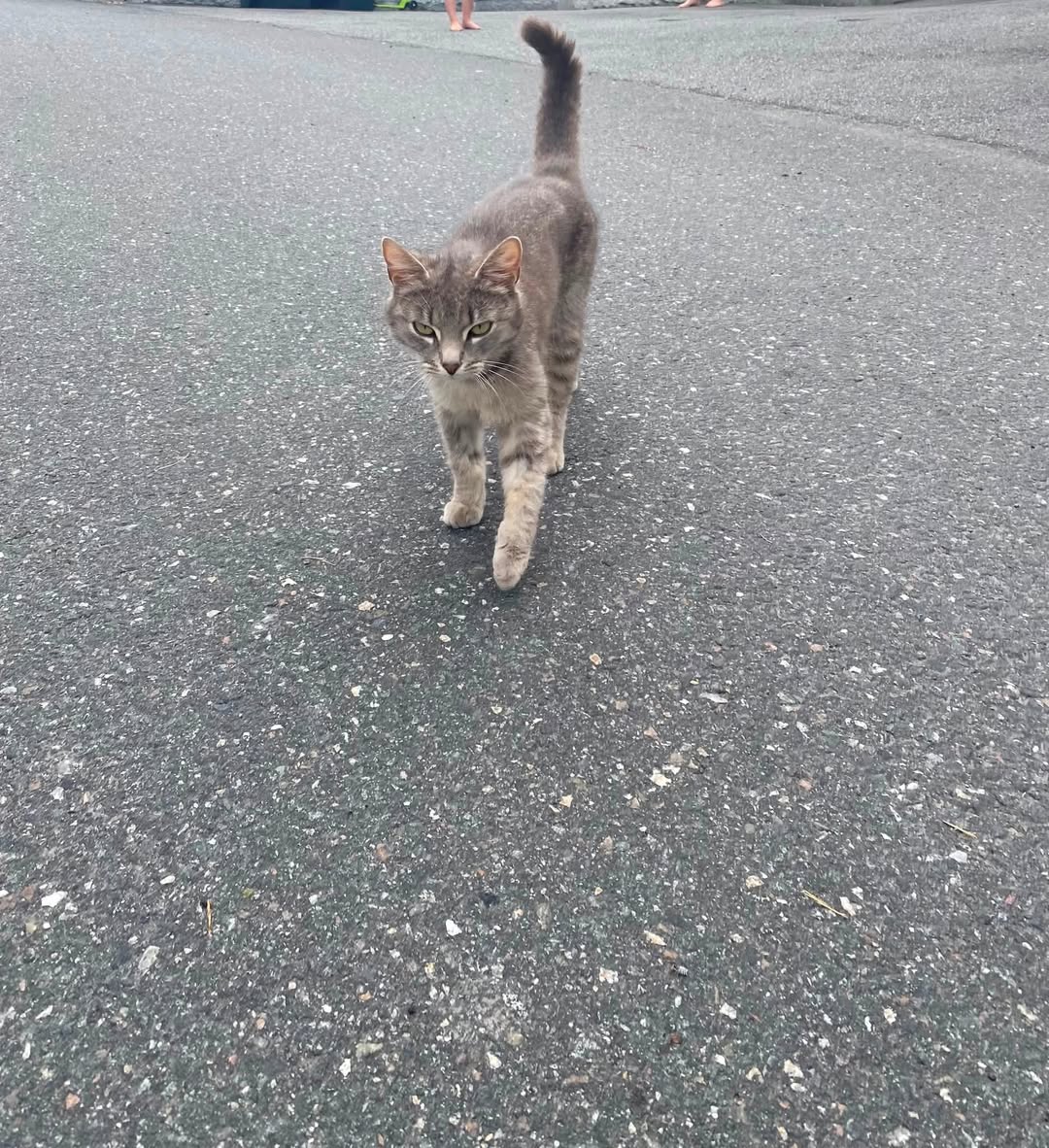 Found cat